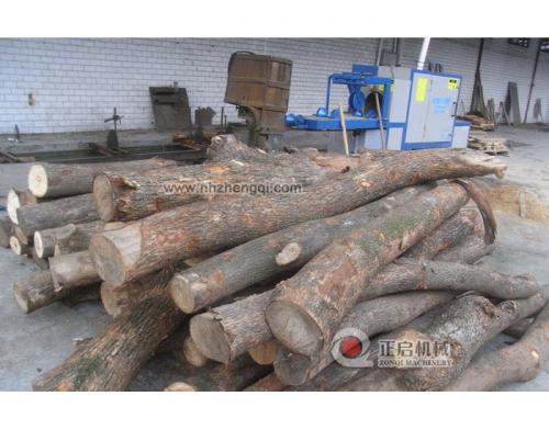 四川雙流香樟樹25加工現(xiàn)場